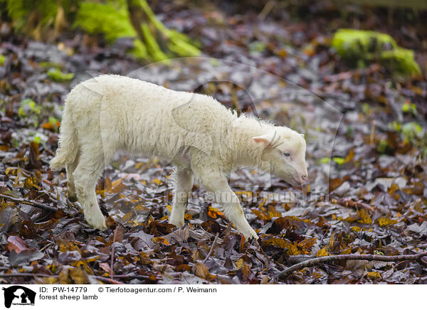 forest sheep lamb / PW-14779