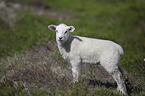 German Heath lamb