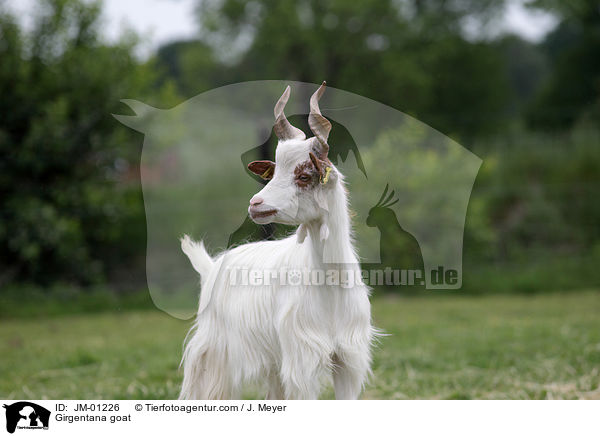 Girgentana goat / JM-01226
