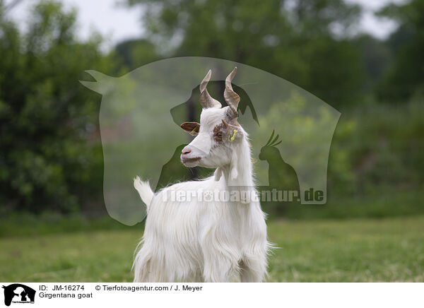 Girgentana goat / JM-16274