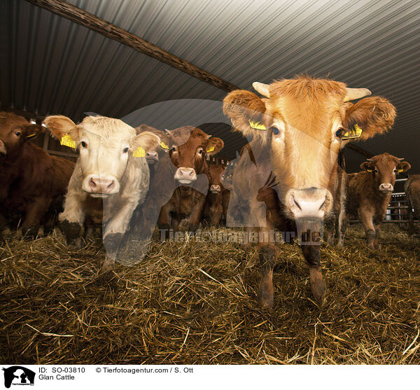 Glan Cattle / SO-03810