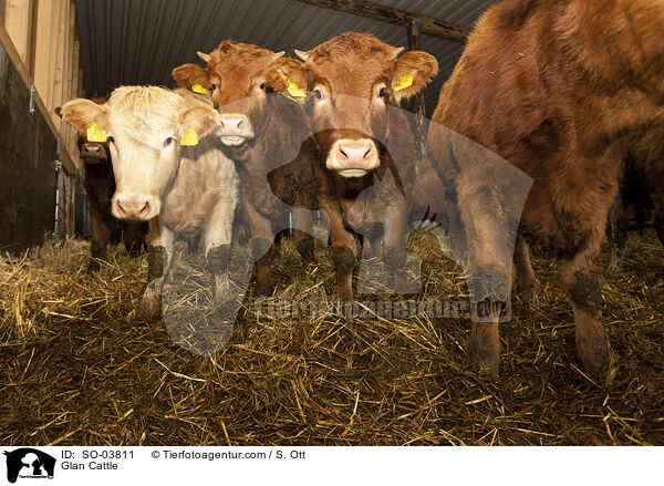 Glan Cattle / SO-03811