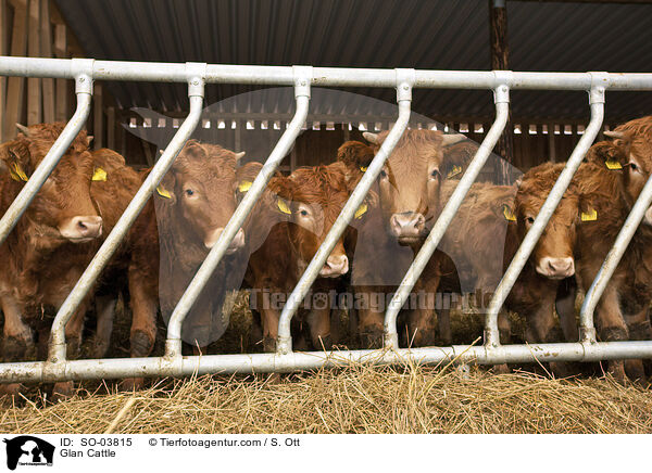 Glan Cattle / SO-03815