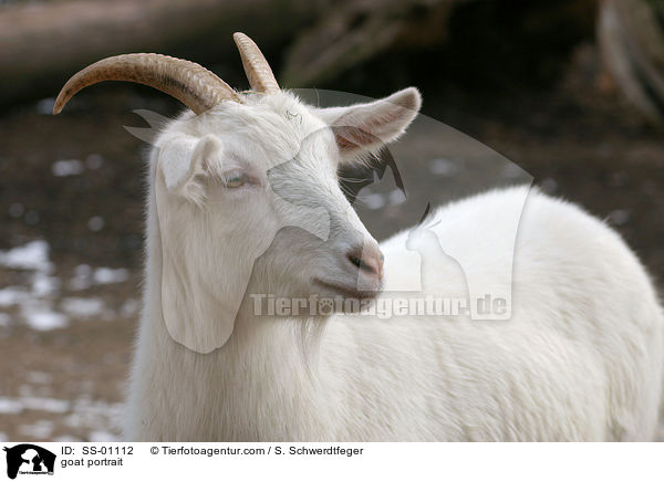 goat portrait / SS-01112