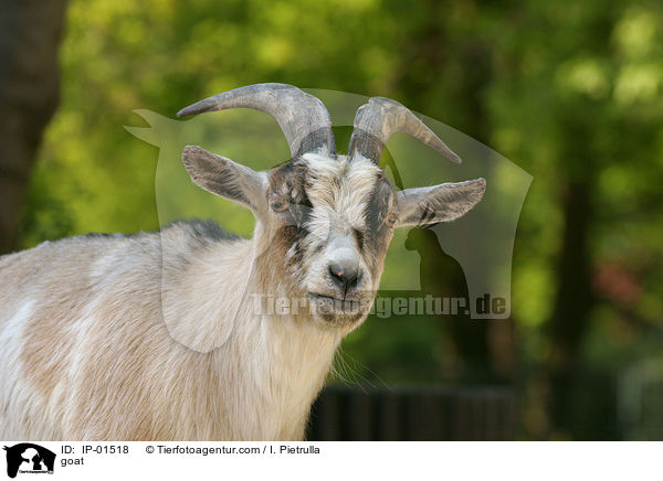 goat / IP-01518