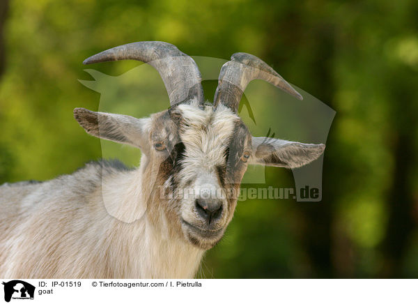 goat / IP-01519