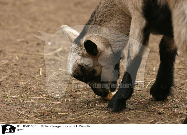 Ziege / goat / IP-01530
