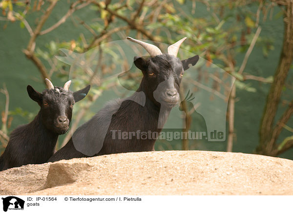 goats / IP-01564