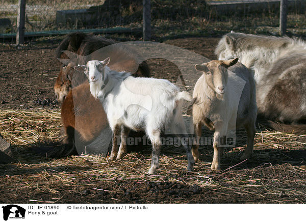 Pony & goat / IP-01890