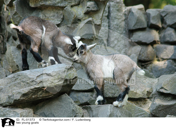 two young goats / FL-01373