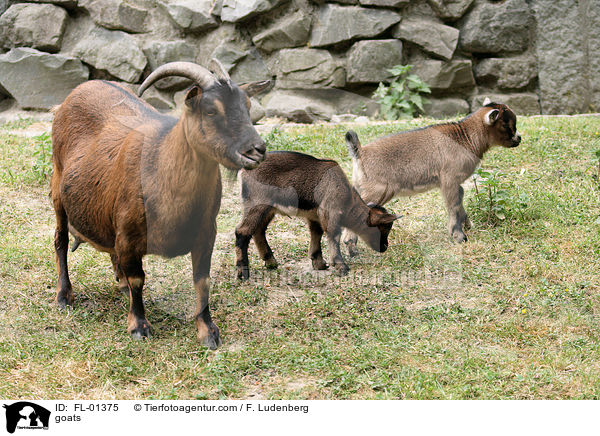 goats / FL-01375