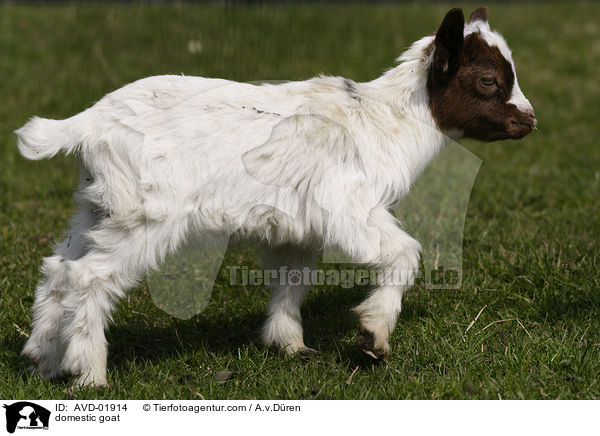 domestic goat / AVD-01914