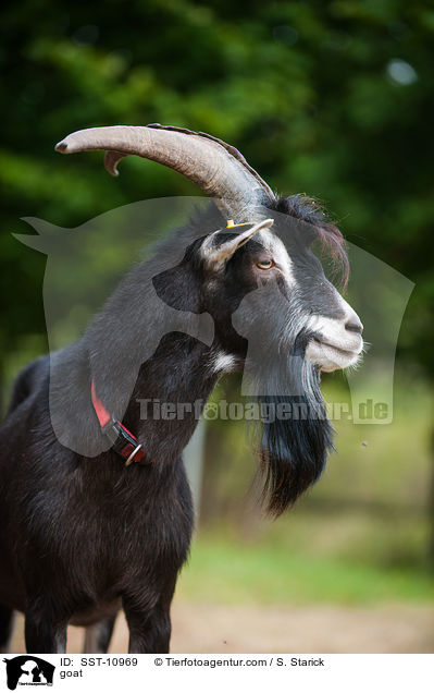 Hausziege / goat / SST-10969
