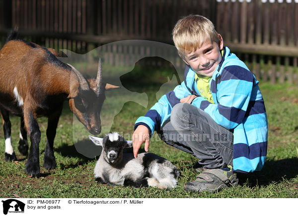 Junge und Ziegen / boy and goats / PM-06977