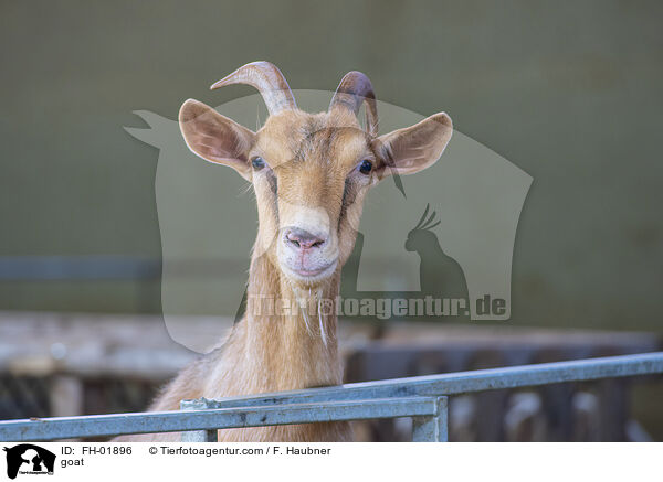 goat / FH-01896