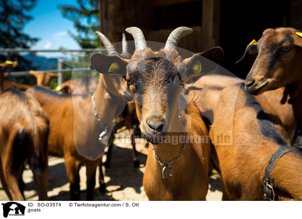 goats / SO-03574