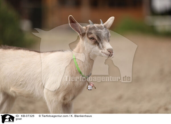 goat / KB-07326