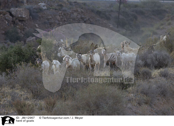 herd of goats / JM-12967