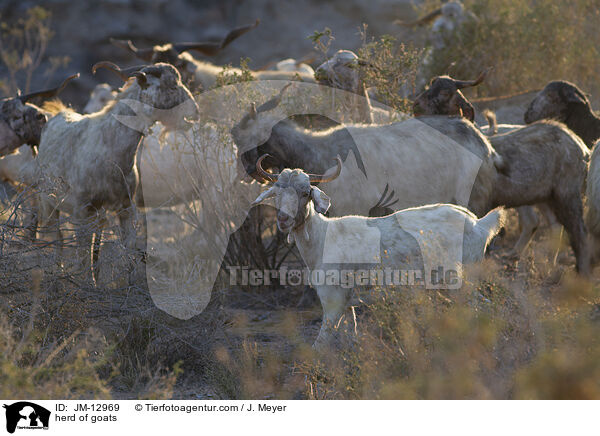 herd of goats / JM-12969