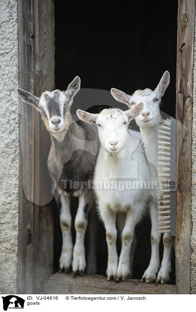 goats / VJ-04616