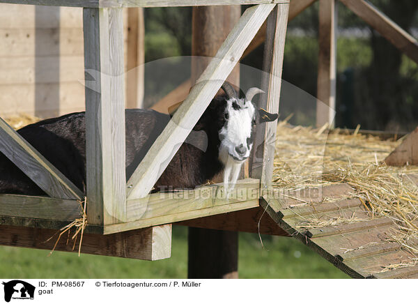 Ziege / goat / PM-08567