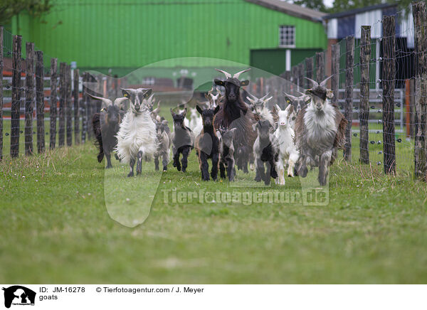 goats / JM-16278