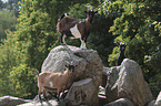 Goat stands on stone