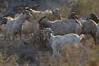 herd of goats