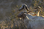 herd of goats