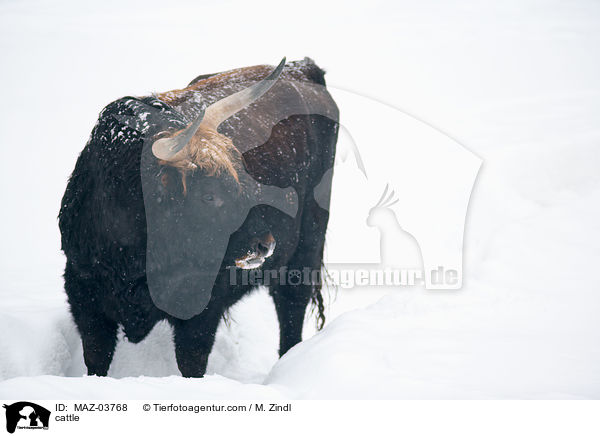 cattle / MAZ-03768