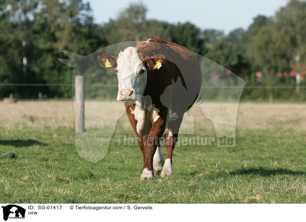 cow / SG-01417