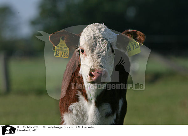 Hereford calf / SG-02233