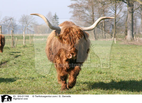 Highland cow / SG-01168