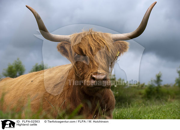 Hochlandrind / Highland cattle / FLPA-02563