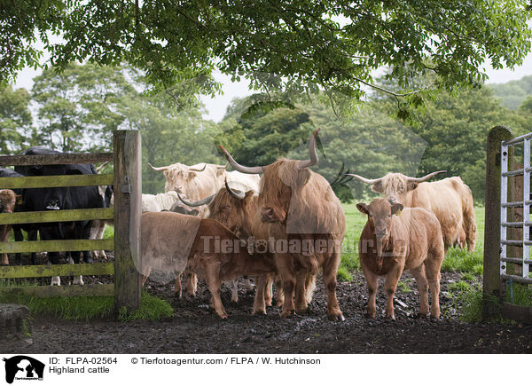 Hochlandrinder / Highland cattle / FLPA-02564