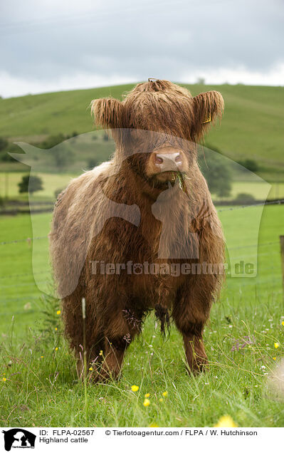 Hochlandrind / Highland cattle / FLPA-02567