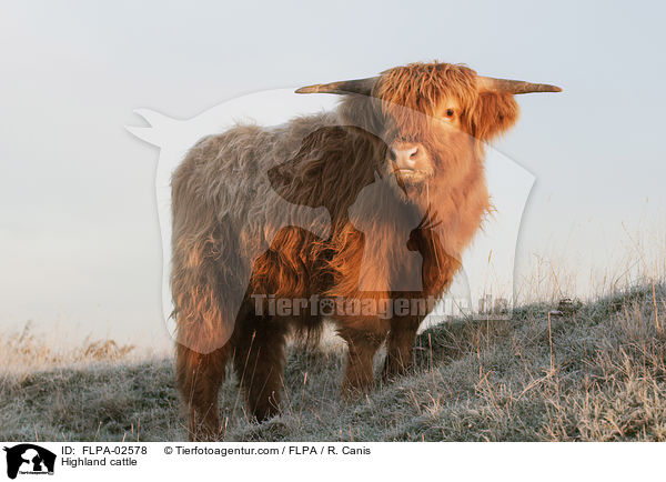 Hochlandrind / Highland cattle / FLPA-02578