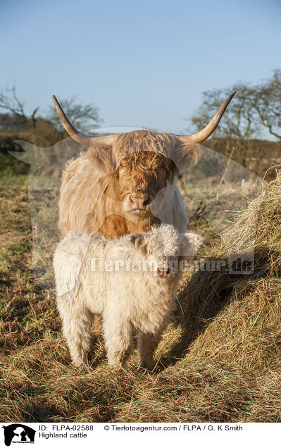 Hochlandrinder / Highland cattle / FLPA-02588