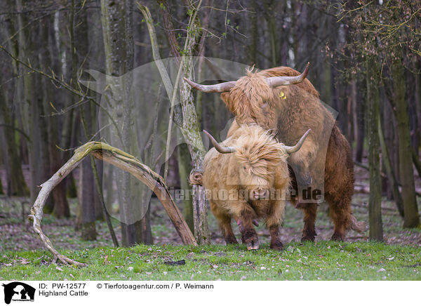 Highland Cattle / PW-12577