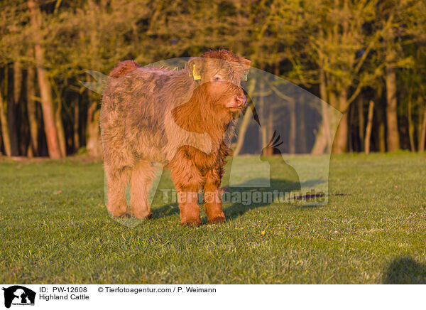 Highland Cattle / PW-12608