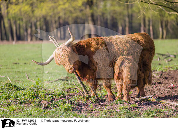 Highland Cattle / PW-12633