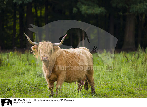 Highland Cattle / PW-12640