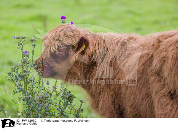 Highland Cattle / PW-12650