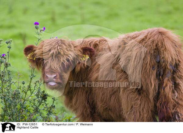 Highland Cattle / PW-12651