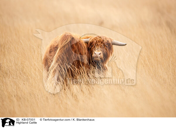 Highland Cattle / KB-07001