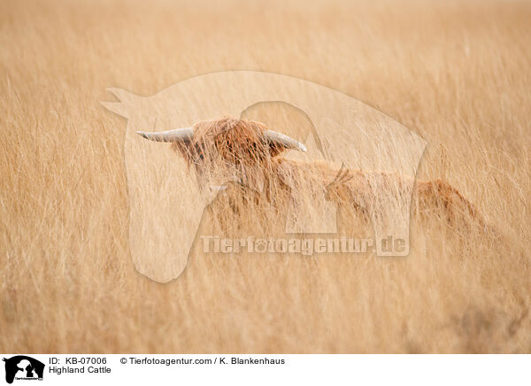 Highland Cattle / KB-07006