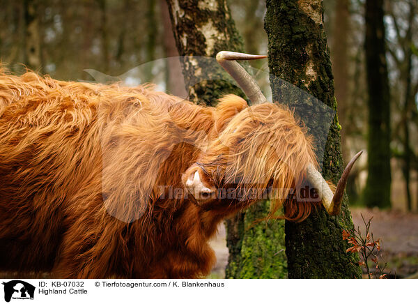 Schottisches Hochlandrind / Highland Cattle / KB-07032