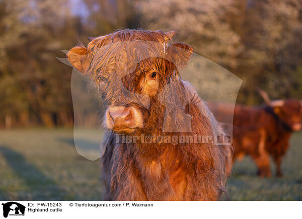 Highland cattle / PW-15243
