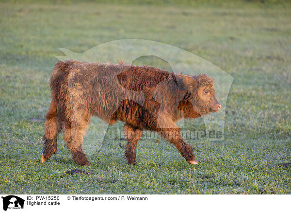 Highland cattle / PW-15250