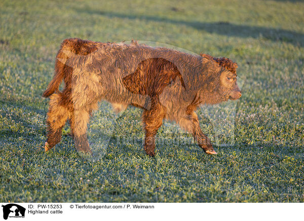 Hochlandrind / Highland cattle / PW-15253